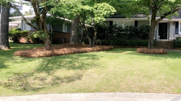 A yard with pine straw installed among trees