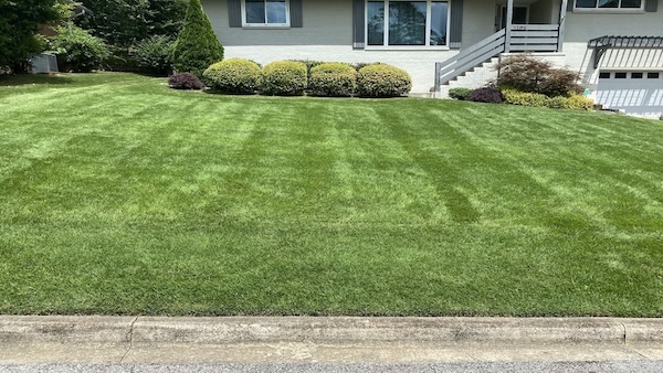 A yard with neatly trimmed hedges
