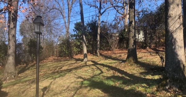 After image of backyard with leaves mulched